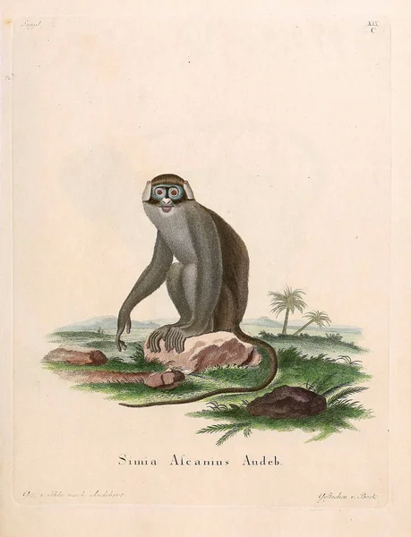 Ilustración Primates Die Saugthiere Abbildungen Nach Der Natur Mit Beschreibungen —  Fotos de Stock