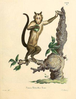 Primatların tasviri. Abbildungen nach der Natur 'da öl Saugthiere, mit Beschreibungen. 1778