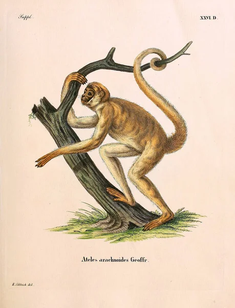 Illustration Primates Die Saugthiere Abbildungen Nach Der Natur Mit Beschreibungen — Photo