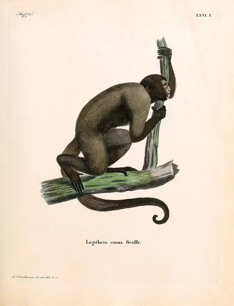 Illustration Primates Die Saugthiere Abbildungen Nach Der Natur Mit Beschreibungen — Photo