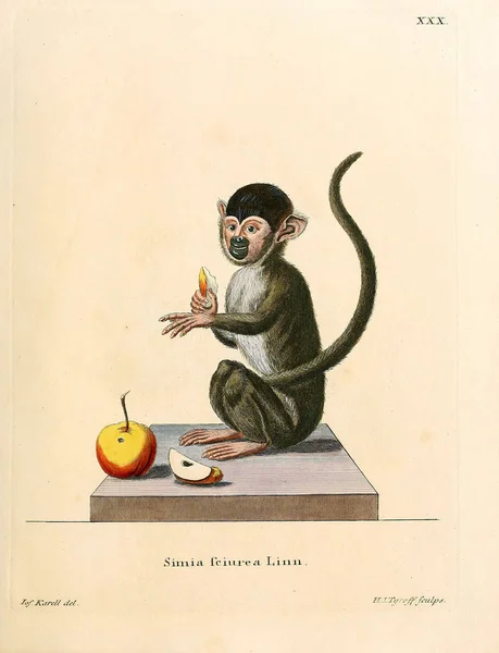 Illustration Primates Die Saugthiere Abbildungen Nach Der Natur Mit Beschreibungen — Photo