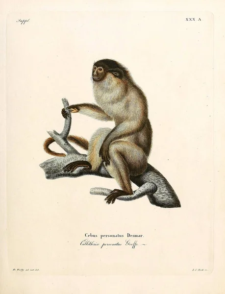 Ilustración Primates Die Saugthiere Abbildungen Nach Der Natur Mit Beschreibungen — Foto de Stock