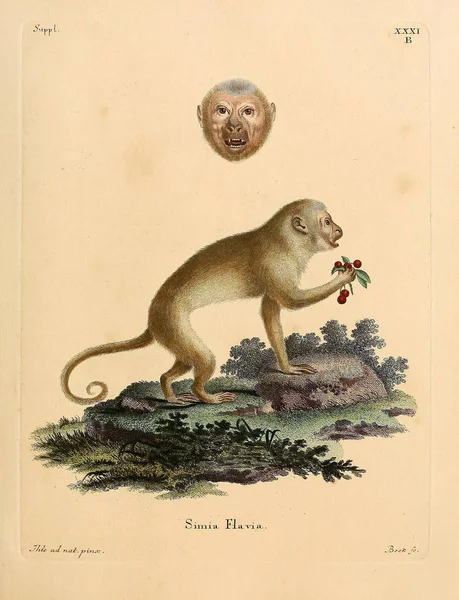 Ilustración Primates Die Saugthiere Abbildungen Nach Der Natur Mit Beschreibungen — Foto de Stock