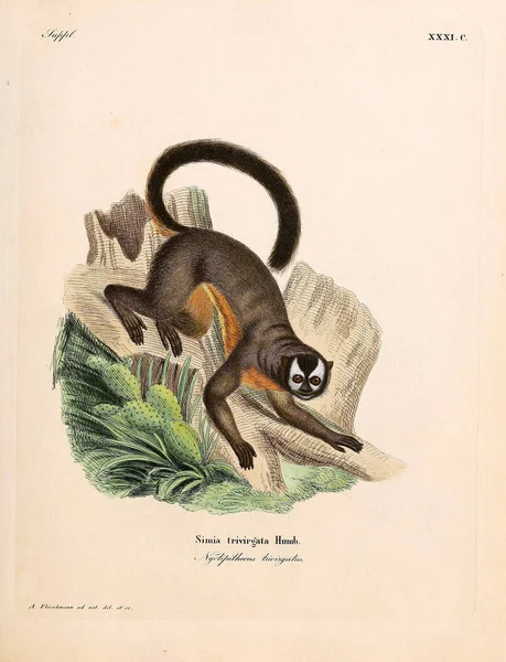 Illustration Von Primaten Die Saugthiere Abbildungen Nach Der Natur Mit — Stockfoto