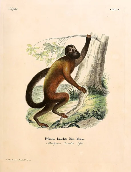 Illustratie Van Primaten Die Saugthiere Abbildungen Nach Der Natur Mit — Stockfoto