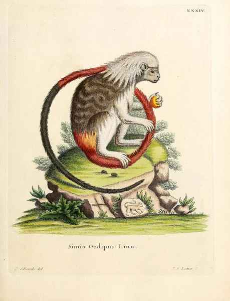 Ilustração Primatas Die Saugthiere Abbildungen Nach Der Natur Mit Beschreibungen — Fotografia de Stock