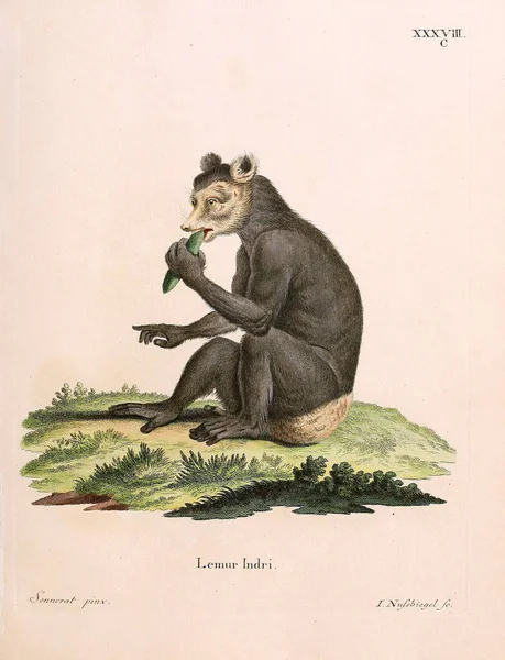 Ilustración Primates Die Saugthiere Abbildungen Nach Der Natur Mit Beschreibungen —  Fotos de Stock