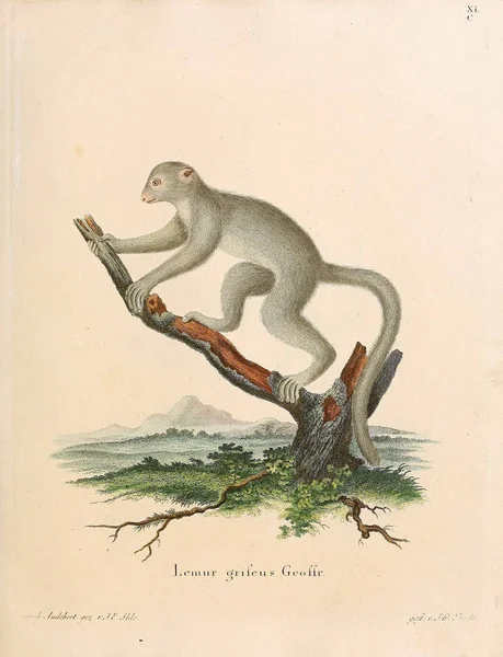 Εικονογράφηση Των Primates Die Saugthiere Στο Abbildungen Nach Der Natur — Φωτογραφία Αρχείου