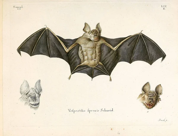 Ilustración Bat Die Saugthiere Abbildungen Nach Der Natur Mit Beschreibungen — Foto de Stock