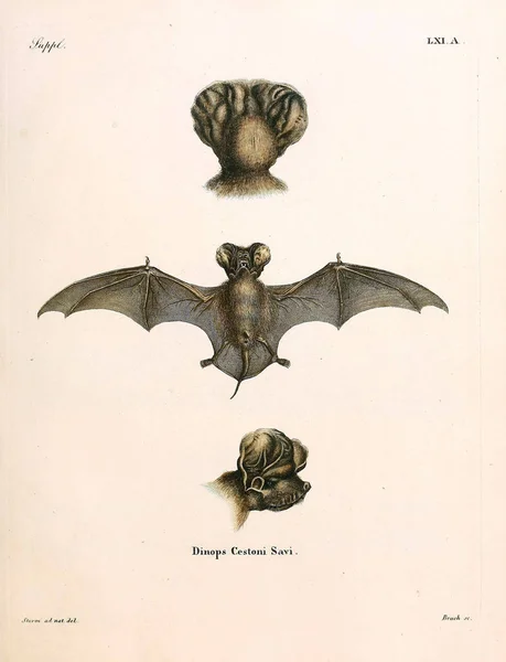 Illusztrációja Bat Die Saugthiere Abbildungen Nach Der Natur Mit Beschreibungen — Stock Fotó