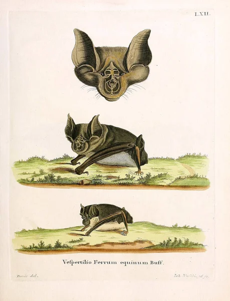 Ilustración Bat Die Saugthiere Abbildungen Nach Der Natur Mit Beschreibungen — Foto de Stock