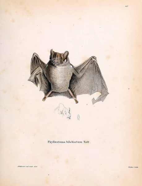 Illustration Bat Die Saugthiere Abbildungen Nach Der Natur Mit Beschreibungen — Stockfoto