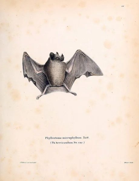 Ilustración Bat Die Saugthiere Abbildungen Nach Der Natur Mit Beschreibungen — Foto de Stock
