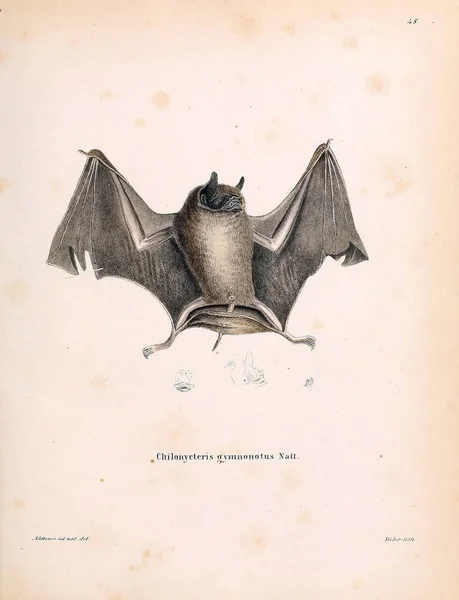 Ilustración Bat Die Saugthiere Abbildungen Nach Der Natur Mit Beschreibungen — Foto de Stock