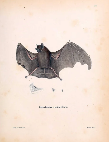 Ilustración Bat Die Saugthiere Abbildungen Nach Der Natur Mit Beschreibungen — Foto de Stock