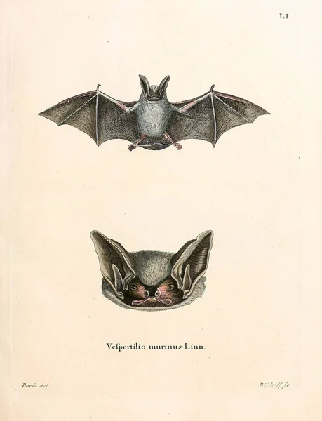 Ilustração Morcego Die Saugthiere Abbildungen Nach Der Natur Mit Beschreibungen — Fotografia de Stock
