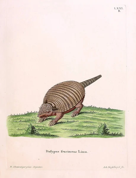 Ilustración Armadillo Die Saugthiere Abbildungen Nach Der Natur Mit Beschreibungen — Foto de Stock