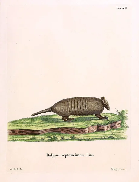 Illustrazione Armadillo Die Saugthiere Abbildungen Nach Der Natur Mit Beschreibungen — Foto Stock