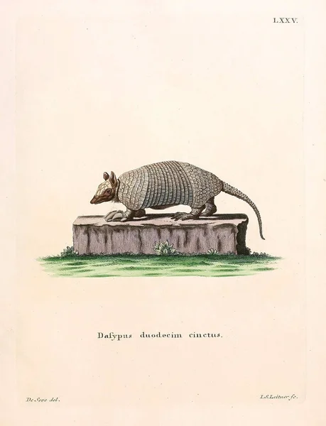 Illustrazione Armadillo Die Saugthiere Abbildungen Nach Der Natur Mit Beschreibungen — Foto Stock