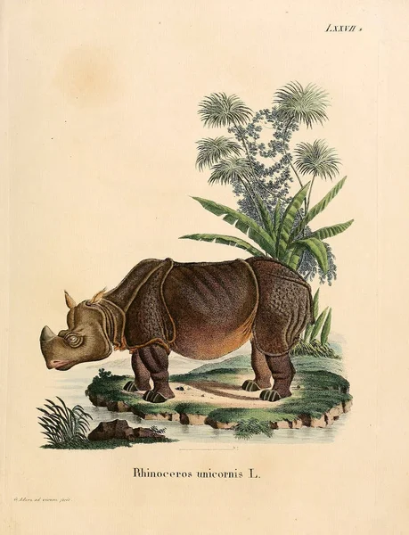 Illustrazione Rhino Die Saugthiere Abbildungen Nach Der Natur Mit Beschreibungen — Foto Stock