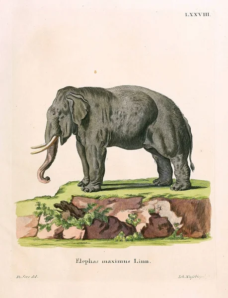 Illustrazione Elefante Die Saugthiere Abbildungen Nach Der Natur Mit Beschreibungen — Foto Stock