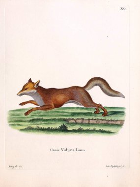 Tilki. Abbildungen nach der Natur 'da öl Saugthiere, mit Beschreibungen. 1778