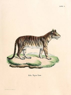  Abbildungen nach der Natur 'da öl Saugthiere, mit Beschreibungen. 1778