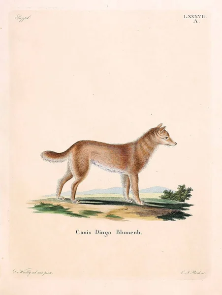 Dingo Die Saugthiere Abbildungen Nach Der Natur Mit Beschreibungen 1778 — Stockfoto