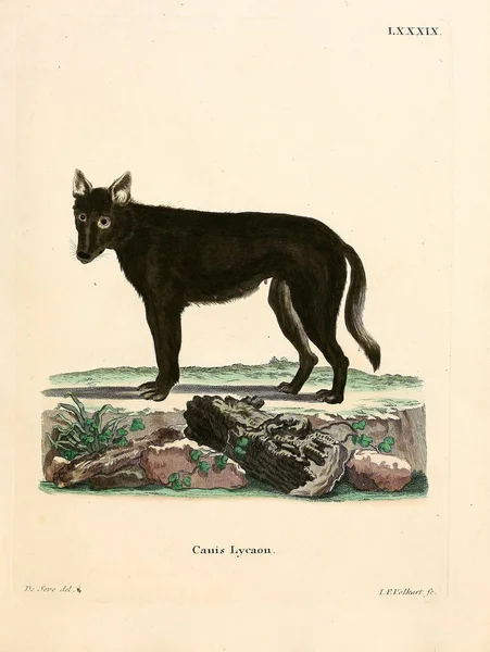 Oostelijke Wolf Die Saugthiere Abbildungen Nach Der Natur Mit Beschreibungen — Stockfoto