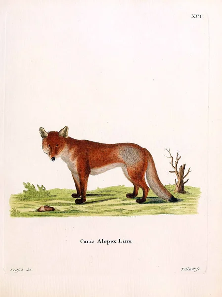 Fox Die Saugthiere Abbildungen Nach Der Natur Mit Beschreibungen 1778 — Stock Photo, Image
