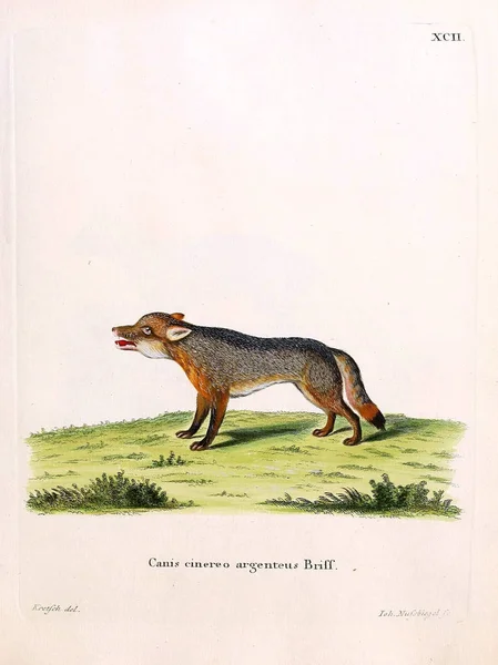 Fox Die Saugthiere Abbildungen Nach Der Natur Mit Beschreibungen 1778 — Stock Photo, Image