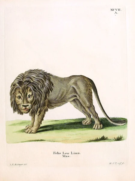 Illustration Eines Löwen Die Saugthiere Abbildungen Nach Der Natur Mit — Stockfoto