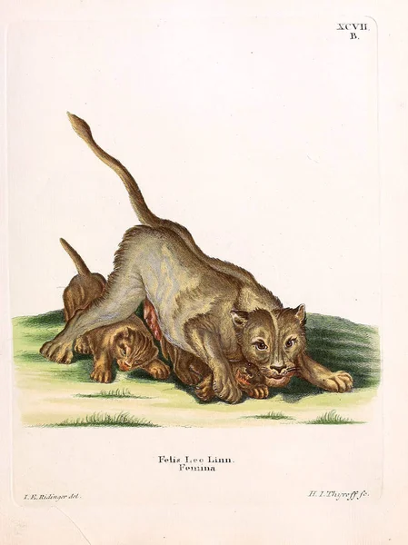 Eine Löwenfamilie Die Saugthiere Abbildungen Nach Der Natur Mit Beschreibungen — Stockfoto