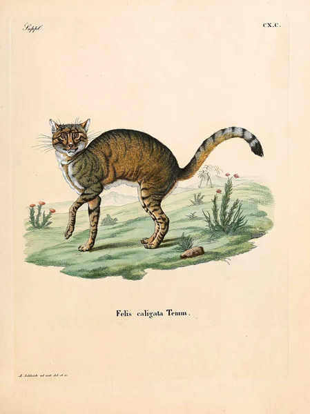 학명은 고양이 Felidae 악마의 Die Saugthiere Abbildungen Nach Der Natur — 스톡 사진
