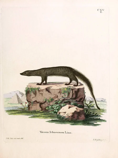 Ilustración Civet Die Saugthiere Abbildungen Nach Der Natur Mit Beschreibungen — Foto de Stock