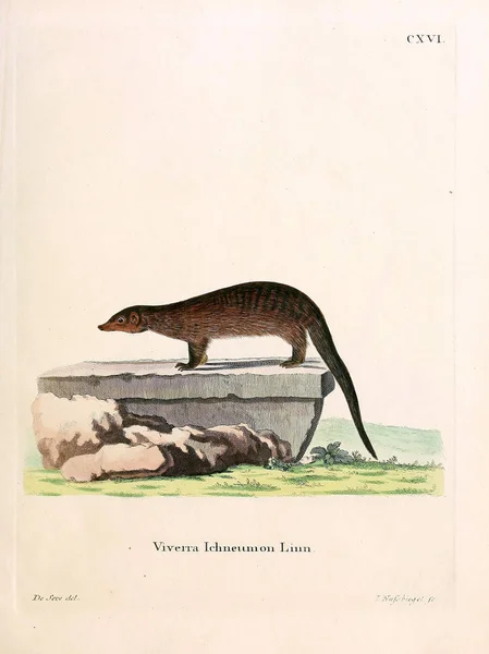 Illustratie Van Civet Die Saugthiere Abbildungen Nach Der Natur Mit — Stockfoto