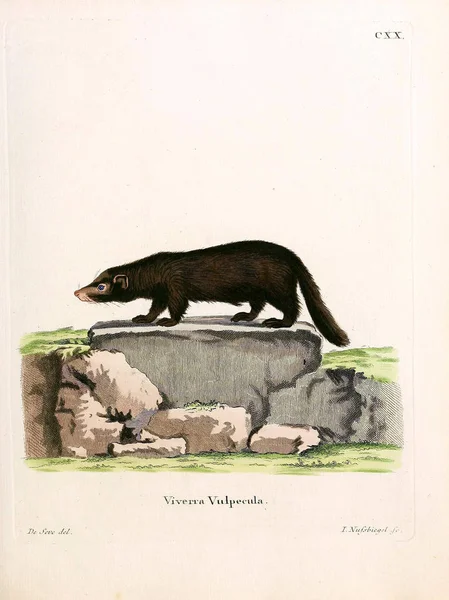 Ilustracja Cywety Giń Saugthiere Abbildungen Nach Der Natur Mit Beschreibungen — Zdjęcie stockowe