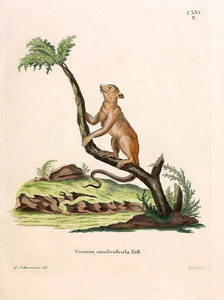Εικονογράφηση Του Civet Die Saugthiere Στο Abbildungen Nach Der Natur — Φωτογραφία Αρχείου