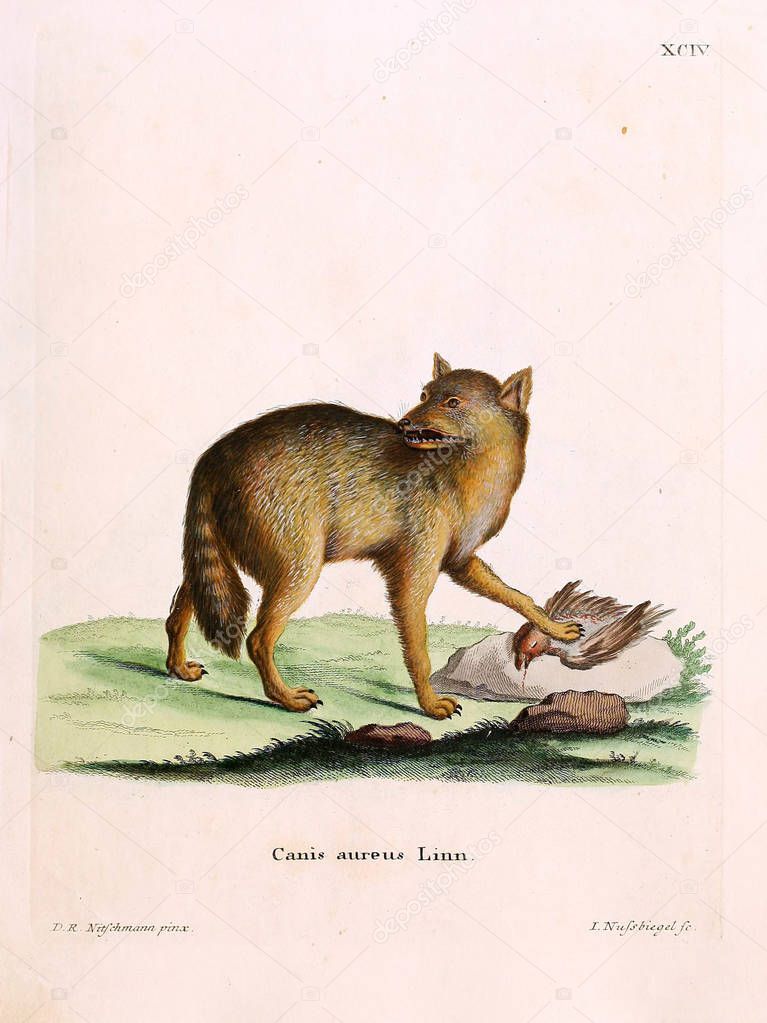 A family of mammals: Canids. Die Saugthiere in Abbildungen nach der Natur, mit Beschreibungen. 1778 