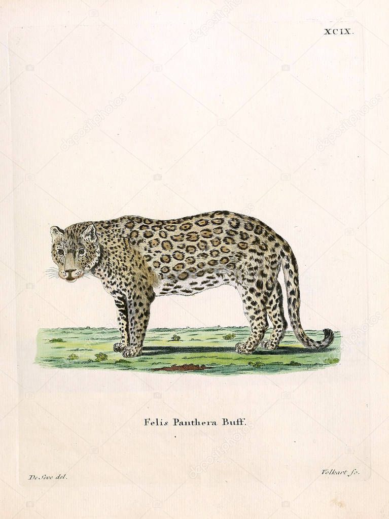 Mammals of the family Felidae. Die Saugthiere in Abbildungen nach der Natur, mit Beschreibungen. 1778