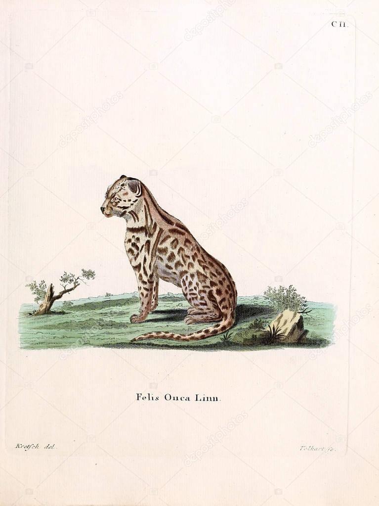Mammals of the family Felidae. Die Saugthiere in Abbildungen nach der Natur, mit Beschreibungen. 1778