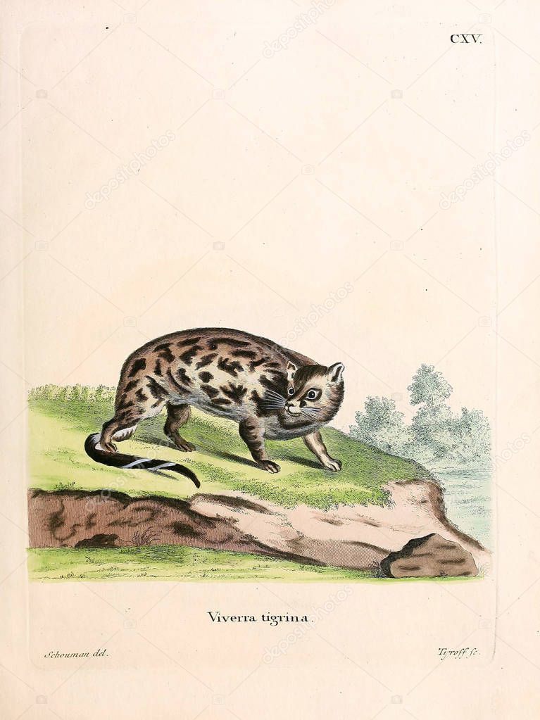 Illustration of civet. Die Saugthiere in Abbildungen nach der Natur, mit Beschreibungen. 1778