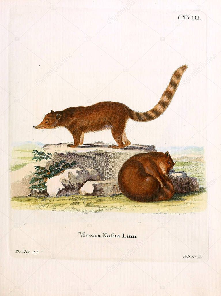 Illustration of civet. Die Saugthiere in Abbildungen nach der Natur, mit Beschreibungen. 1778