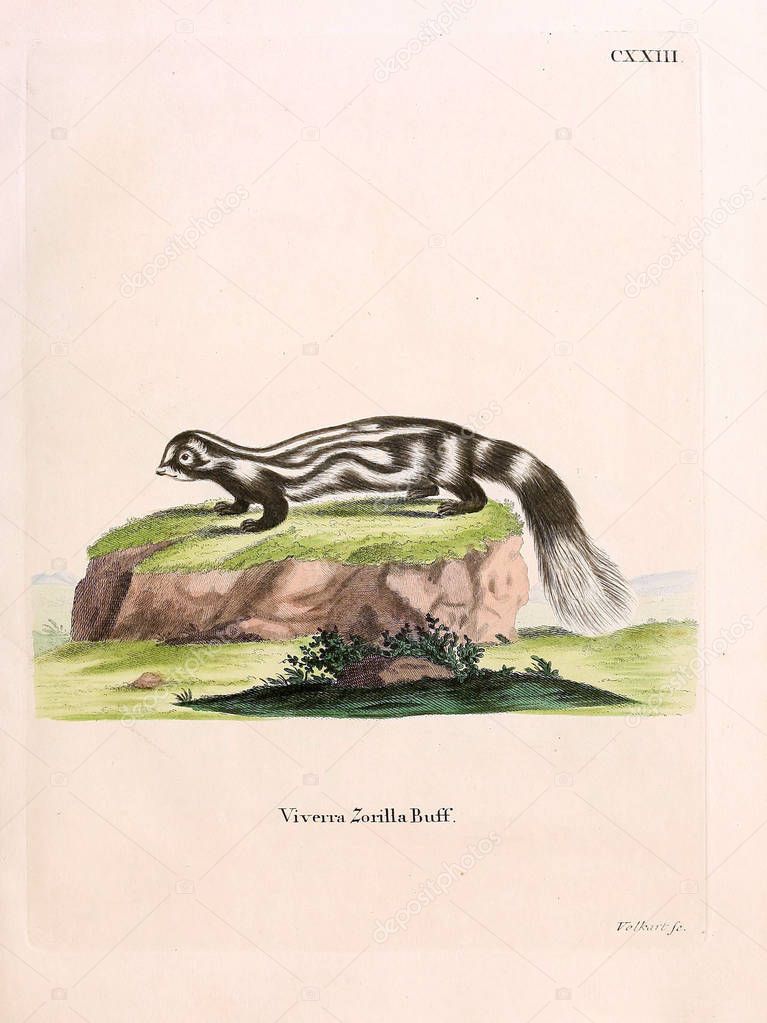 Illustration of civet. Die Saugthiere in Abbildungen nach der Natur, mit Beschreibungen. 1778