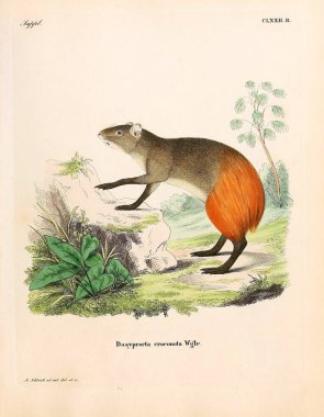 İllüstrasyon agouti. Abbildungen nach der Natur 'da öl Saugthiere, mit Beschreibungen. 1778