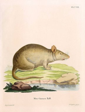 Kemirgen tasviri. Abbildungen nach der Natur 'da öl Saugthiere, mit Beschreibungen. 1778