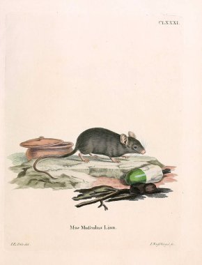 Kemirgen tasviri. Abbildungen nach der Natur 'da öl Saugthiere, mit Beschreibungen. 1778