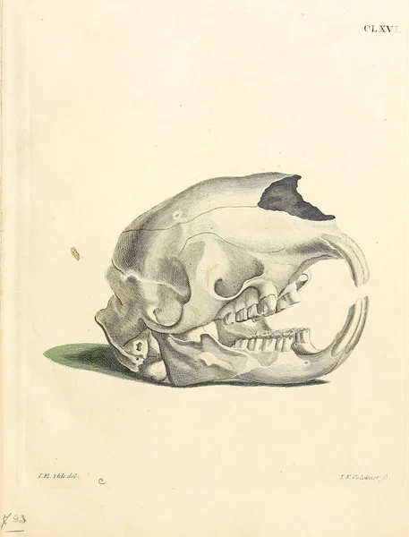 颅骨的图解死在Abbildungen Nach Der Natur Mit Beschreibungen的Saugthiere 1778年 — 图库照片