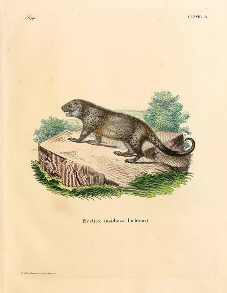 一个豪猪的例子 死在Abbildungen Nach Der Natur Mit Beschreibungen的Saugthiere 1778年 — 图库照片
