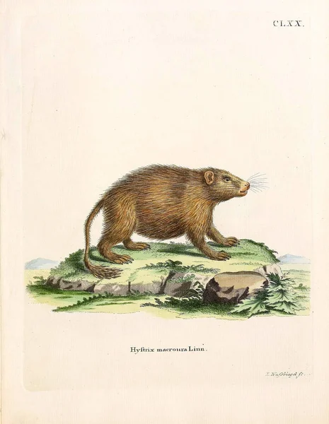 Illustration Eines Stachelschweins Die Saugthiere Abbildungen Nach Der Natur Mit — Stockfoto